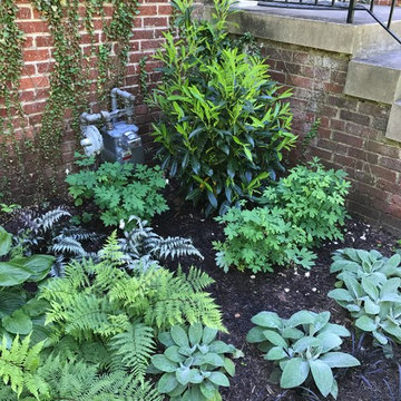 Chevy Chase Foundation Planting