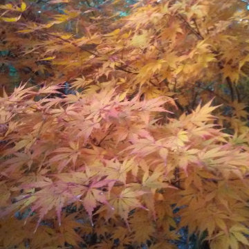Japanese Maples