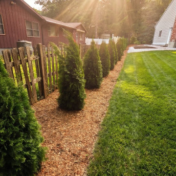 Arborvitae Screening Installation Niskayuna, NY Privacy Hedge
