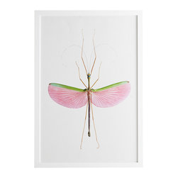 STICK INSECT WALL ART &ndash; WATERMELON - Prints And Posters
