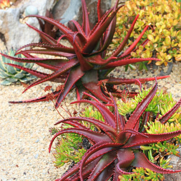 Frontyard Succulent Garden Design - San Diego