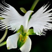 Andrew Burridge's photo