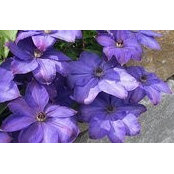 Nusrat Waseem's photo
