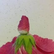 Photo de Mary Schultz