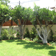 Plants And Trees
