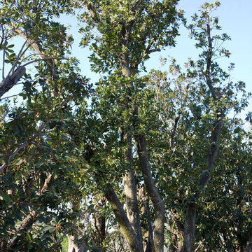Arbutus Unedo (corbezzolo)