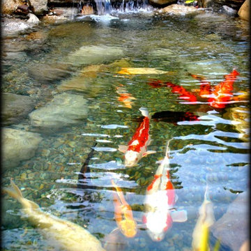 Slabstone Koi Pond by Full Service Aquatics