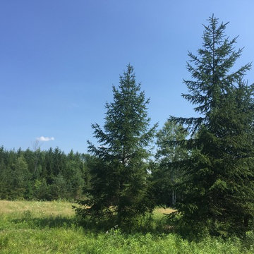 Evergreen Trees available from our nursery