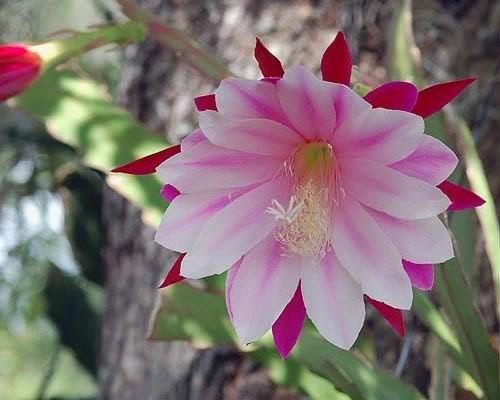 EPIPHYLLUM ORCHID CACTUS STRIPED BEAUTY 