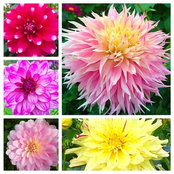 Julia Tochilovsky's photo
