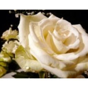 Jan Lawrence's photo