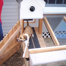 Dog Run