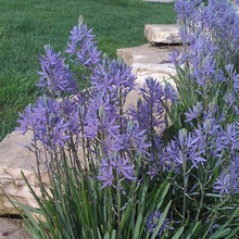 plant design