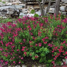 Native Texas Plants