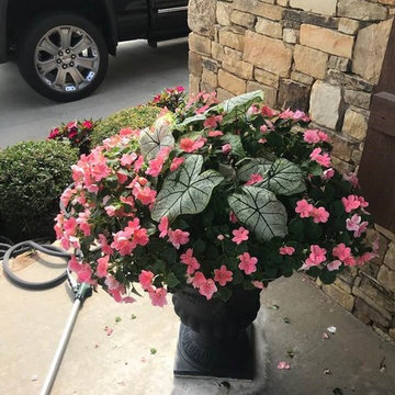 Potted Arrangements