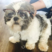 Leo the dog's photo