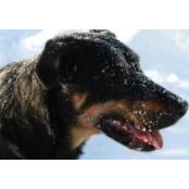 Alain Beaudet's photo