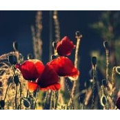 Julia Tkach's photo