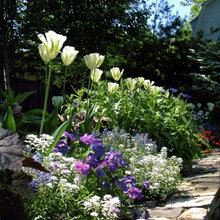 ellie-planting design