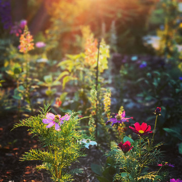 The Magic Garden