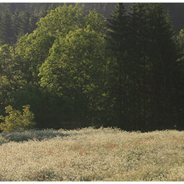 Bienenhaus #3