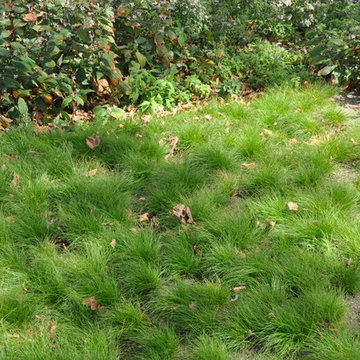 Carex eburnea