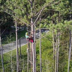 Pure Tree Care