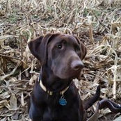 Roy Williams's photo