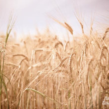 Photograpy