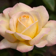 Roses and other delights