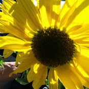 Debbie Dapson's photo