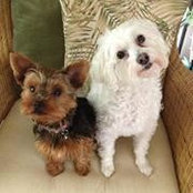 Gina Polizzotto's photo