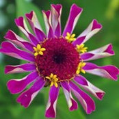 Cecilia Swann's photo