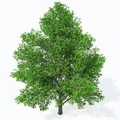 Alder Smith's photo