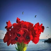 Ramona Iacobescu's photo
