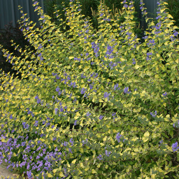 Sunshine Blue® Bluebeard