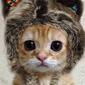CaliKats foto