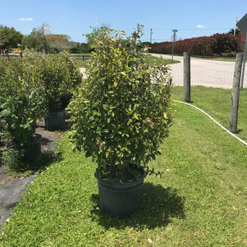 Jamaican Caper - 15 Gallons