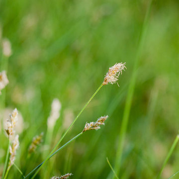 Carex Pansa IdealMow Meadow