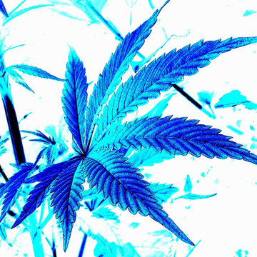 Cannabis