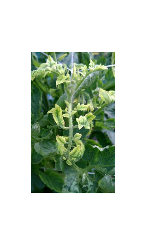 Tomato Plants Yellow Top, Curled Leaves, Stunted Growth