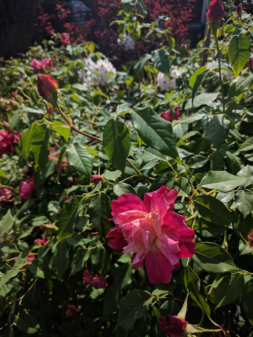 Yes, tea roses will grow in the PNW!