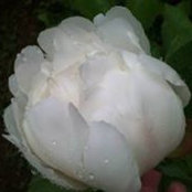 Foto von Debbie Cormier
