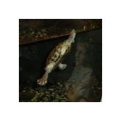 Giuseppe Monastero's photo