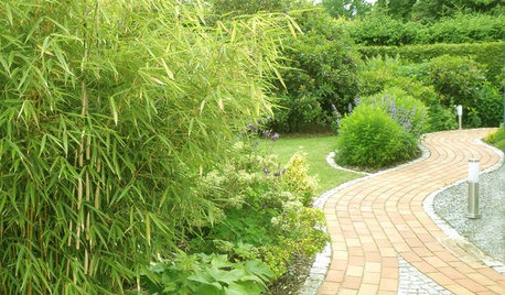 Bambus: Gras, das in den Himmel wächst