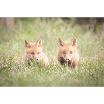 Learning to Hunt (Baby Red Foxes) Wildlife Photography Unframed Wall Art Print, 12" X 18"