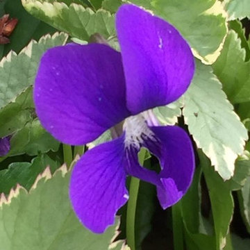 Beautiful Blooms