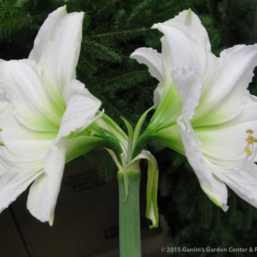 Bulbs