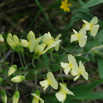 Cream Wild Indigo (Baptisia bracteata)