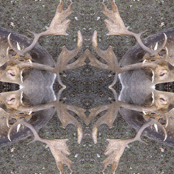 Design "Deer´s Web" – Kollektion / collection "Ornamental Dreams"